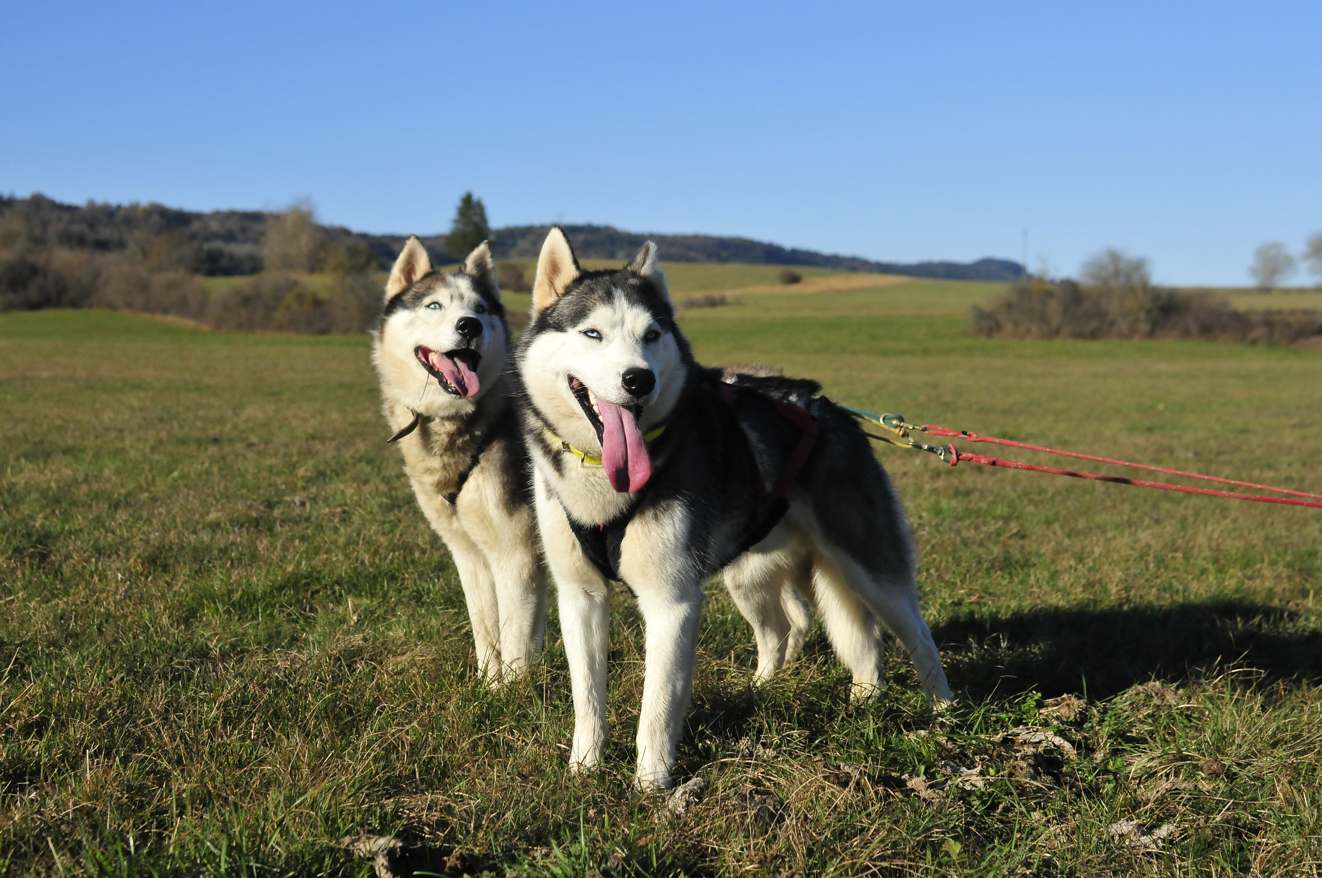 Cani-Kart