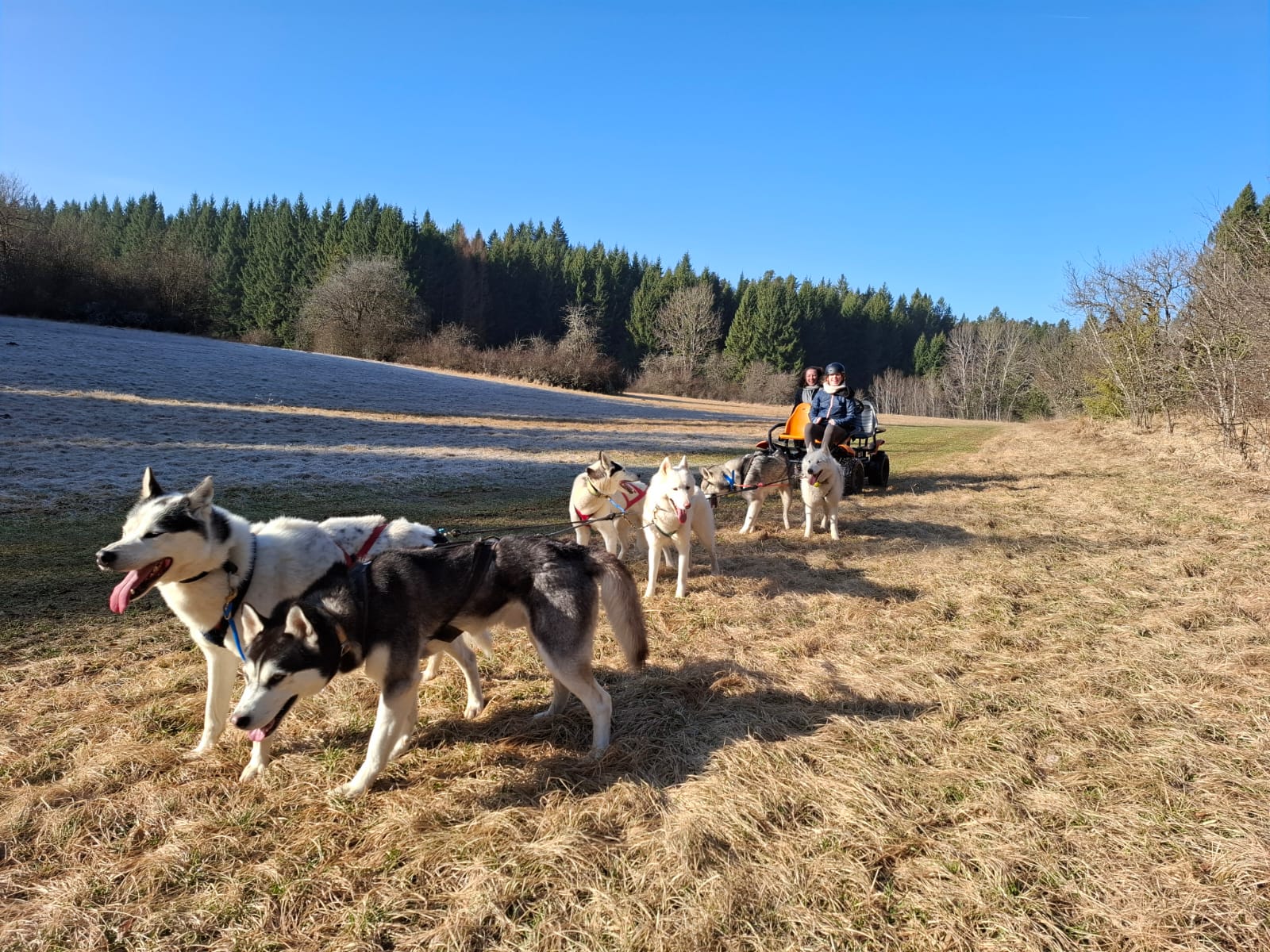 Cani-Kart